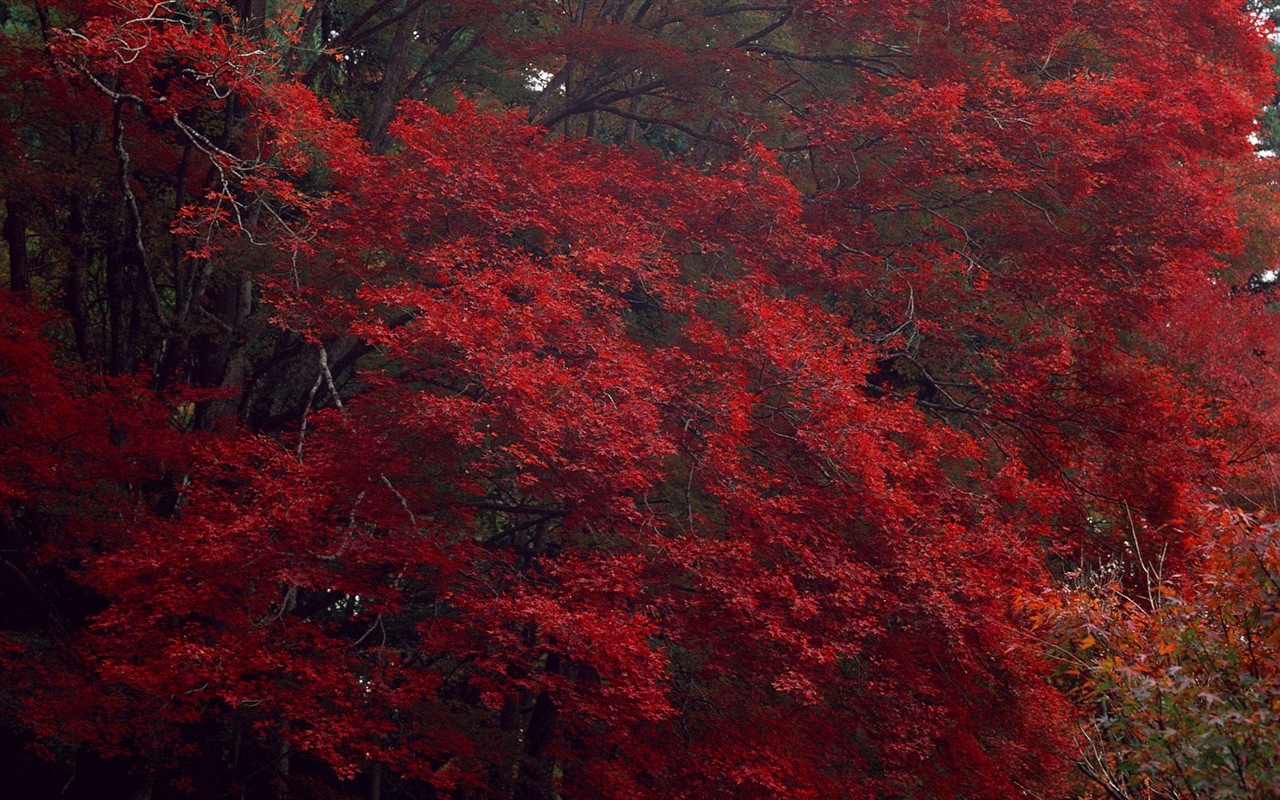 红叶高清壁纸专辑11 - 1280x800