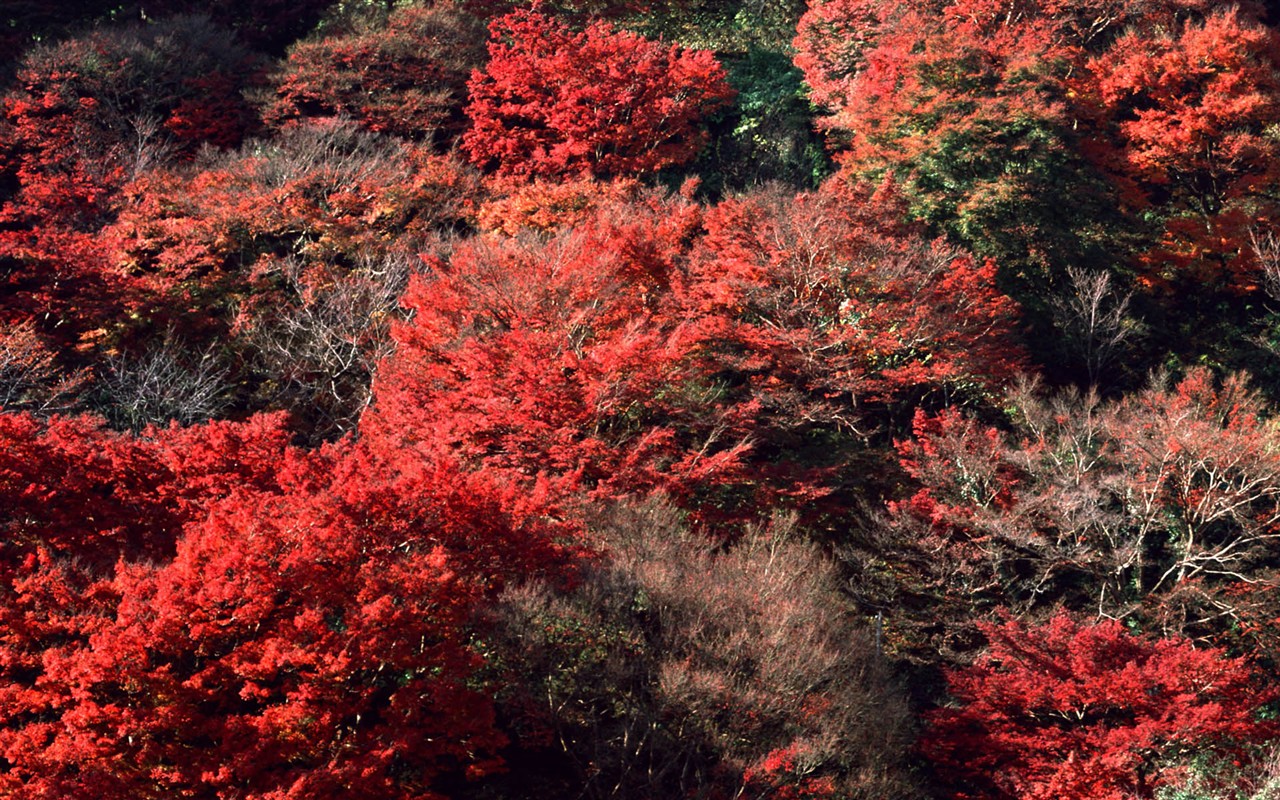 红叶高清壁纸专辑12 - 1280x800