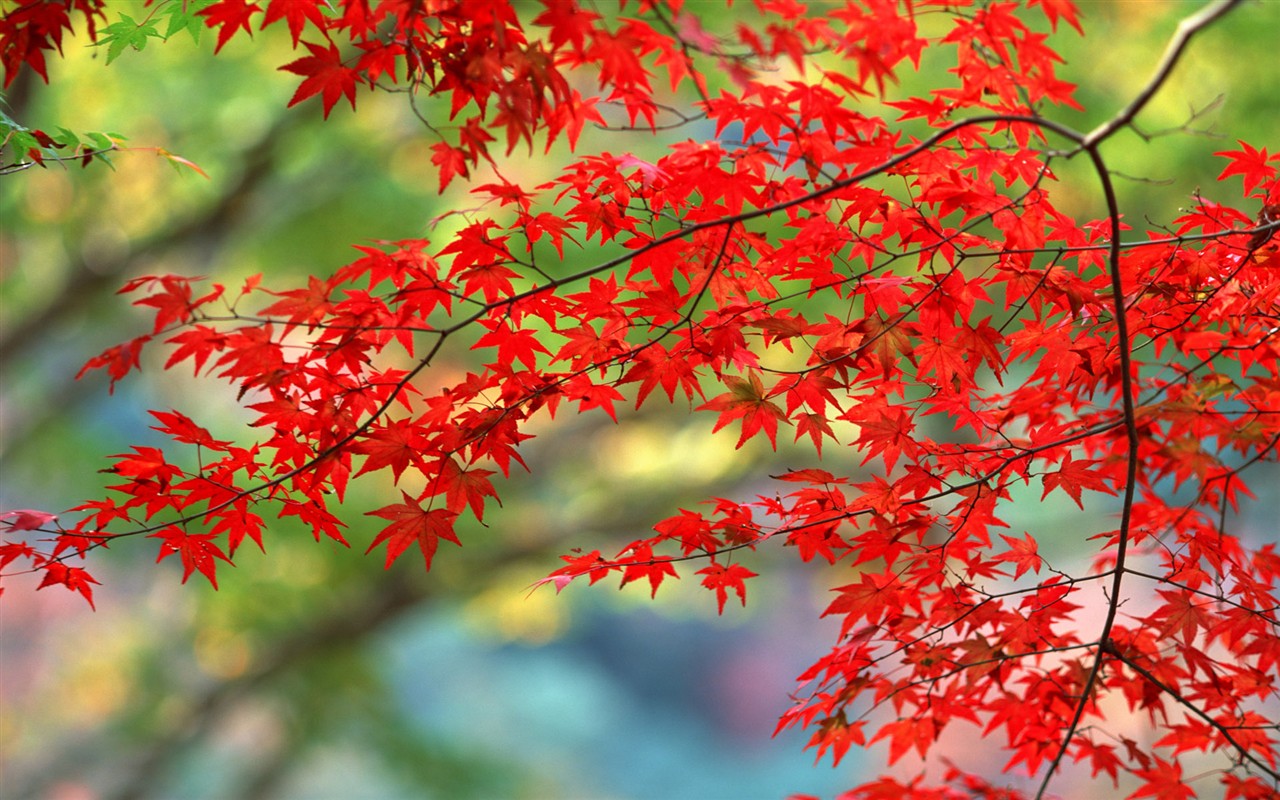 Leaves HD Wallpapers Album #17 - 1280x800