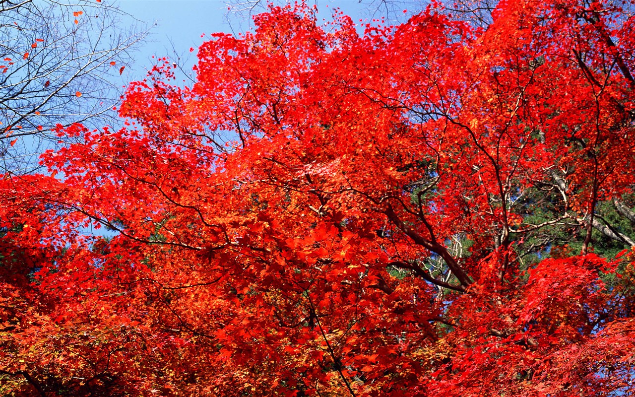 红叶高清壁纸专辑18 - 1280x800