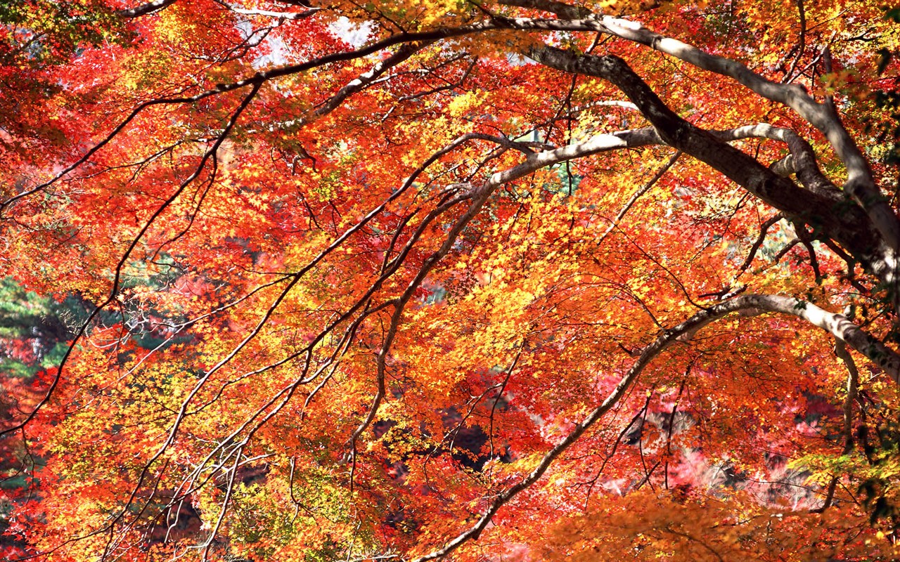 Leaves HD Wallpapers Album #20 - 1280x800