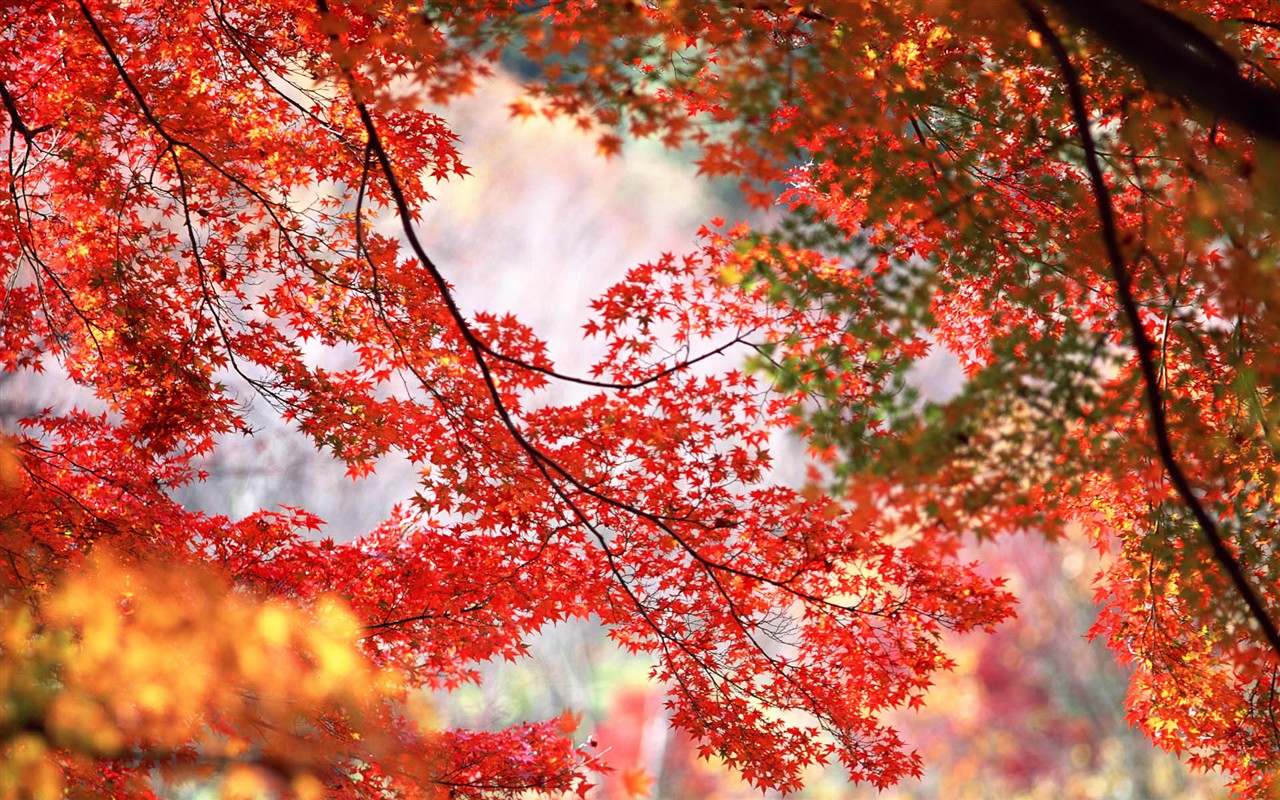 Leaves HD Wallpapers Album #21 - 1280x800