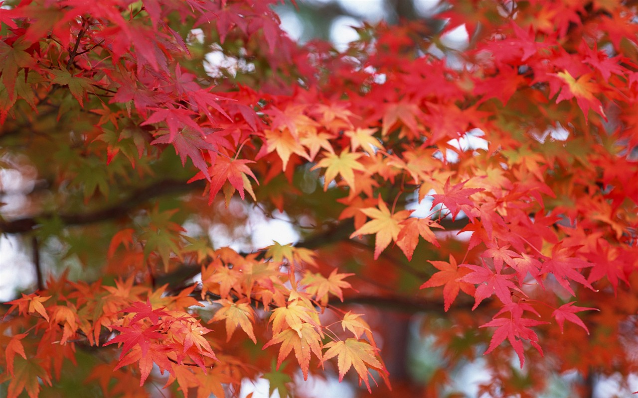 红叶高清壁纸专辑22 - 1280x800