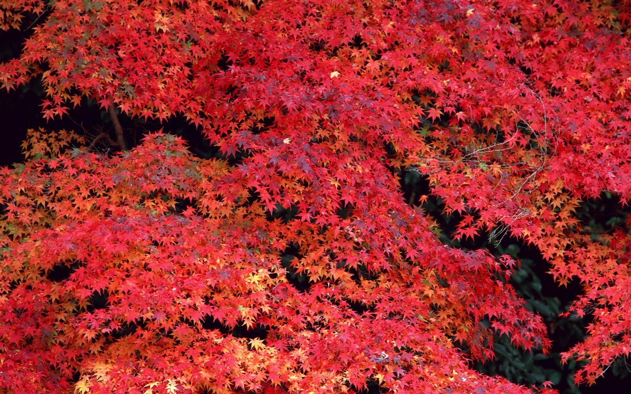 红叶高清壁纸专辑24 - 1280x800