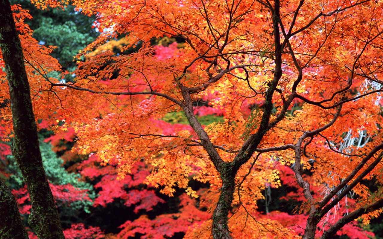 Leaves HD Wallpapers Album #26 - 1280x800