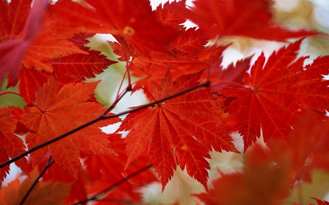 Leaves HD Wallpapers Album #28 - 1280x800