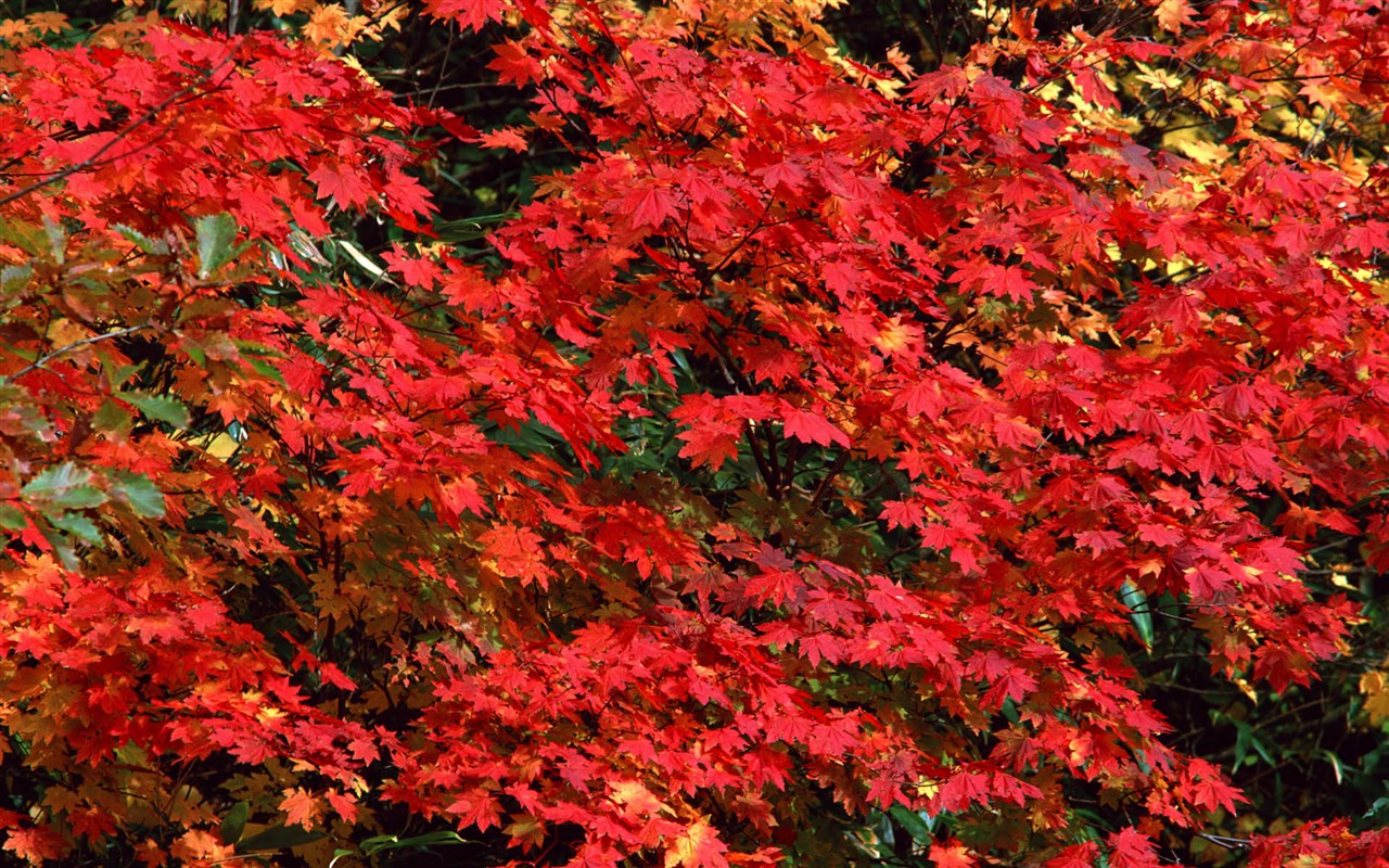 Leaves HD Wallpapers Album #29 - 1280x800