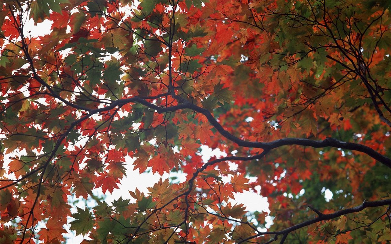 紅葉高清壁紙專輯 #30 - 1280x800