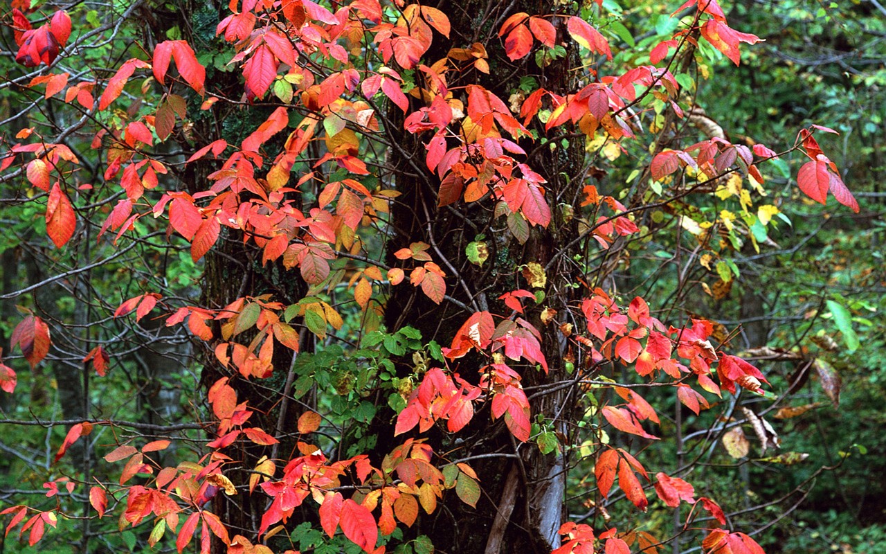 Leaves HD Wallpapers Album #32 - 1280x800