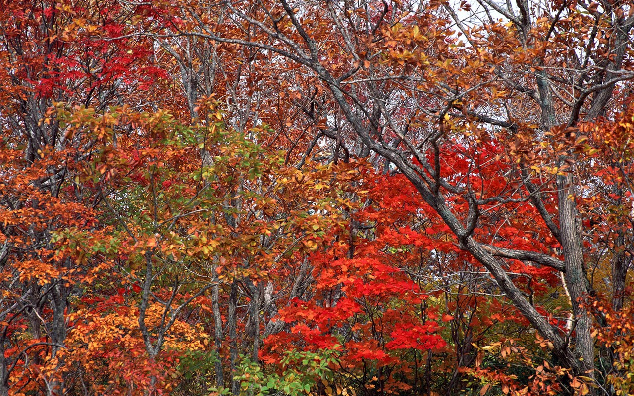 Leaves HD Wallpapers Album #33 - 1280x800