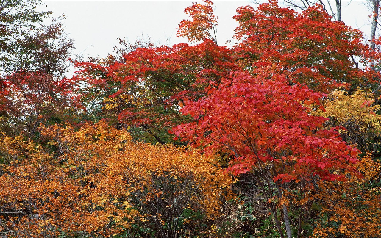 Listy HD Tapety Album #34 - 1280x800