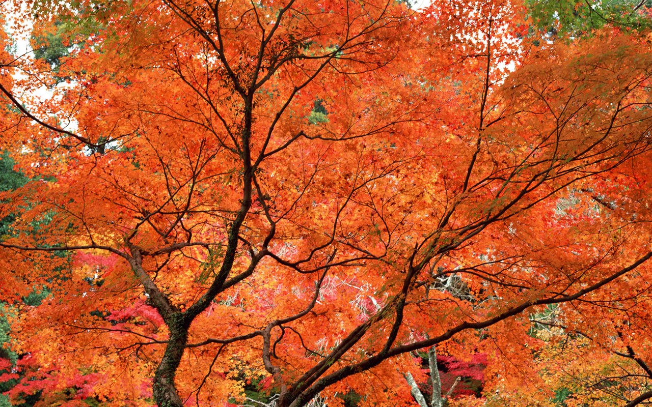 红叶高清壁纸专辑35 - 1280x800