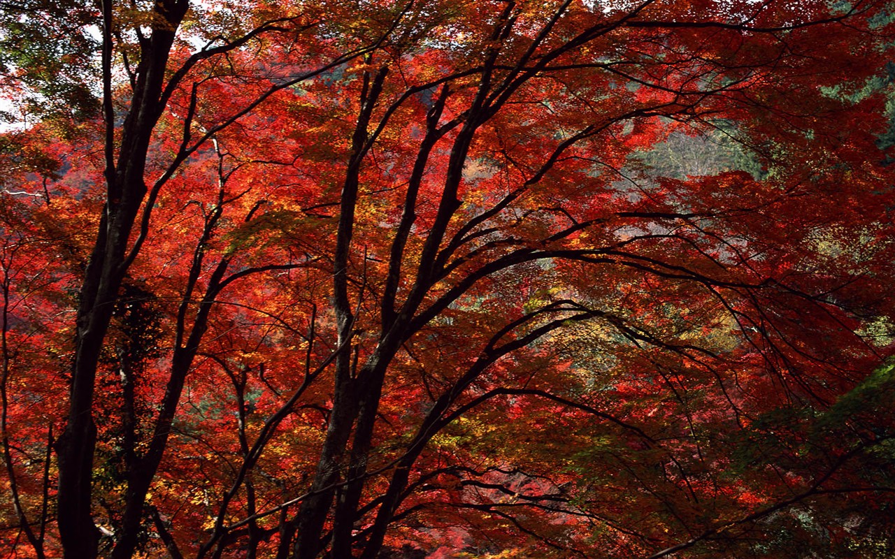 红叶高清壁纸专辑38 - 1280x800