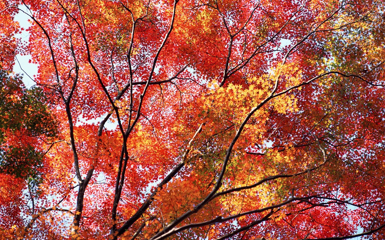 红叶高清壁纸专辑40 - 1280x800