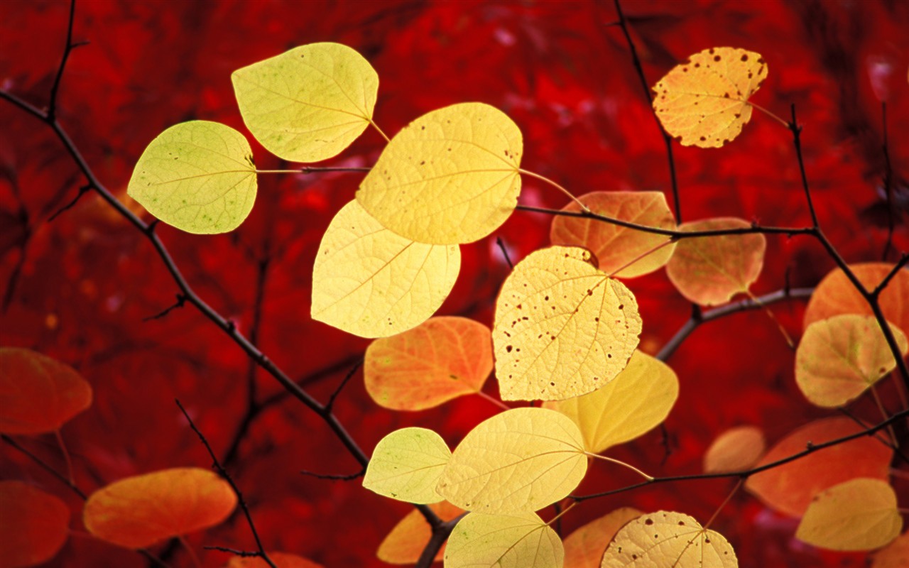 Windows7 系統自帶壁紙 #1 - 1280x800