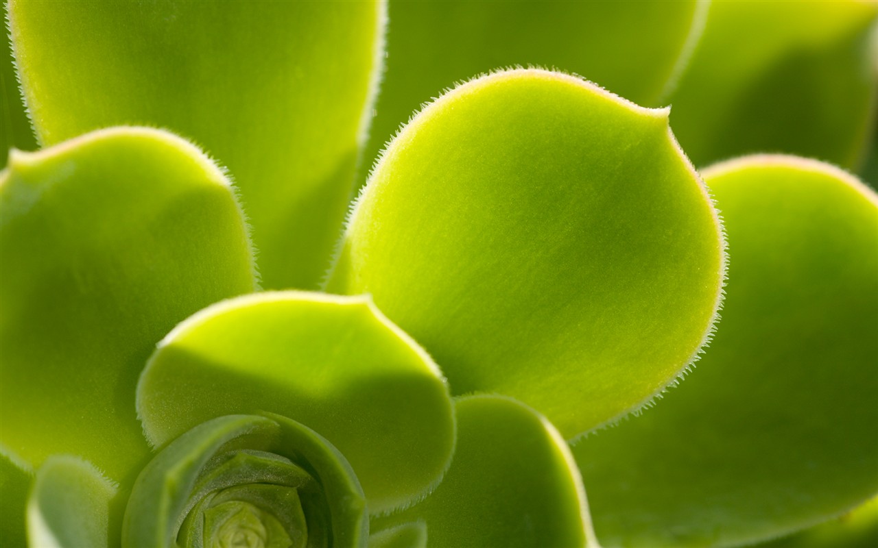 Windows7 系統自帶壁紙 #13 - 1280x800