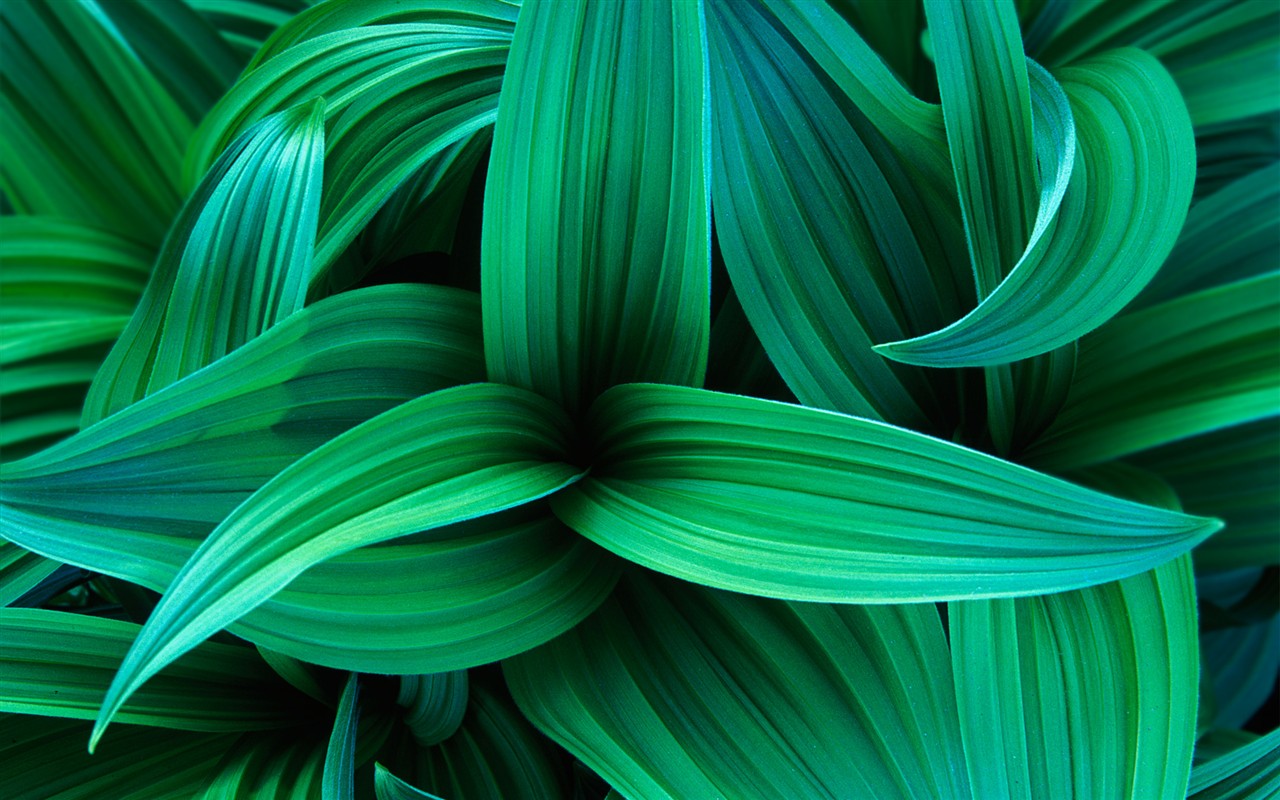 Windows7 systém je dodáván s wallpaper #24 - 1280x800