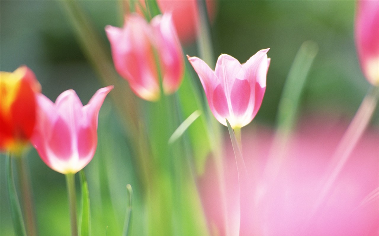 Soft Focus Flower Wallpaper #2 - 1280x800