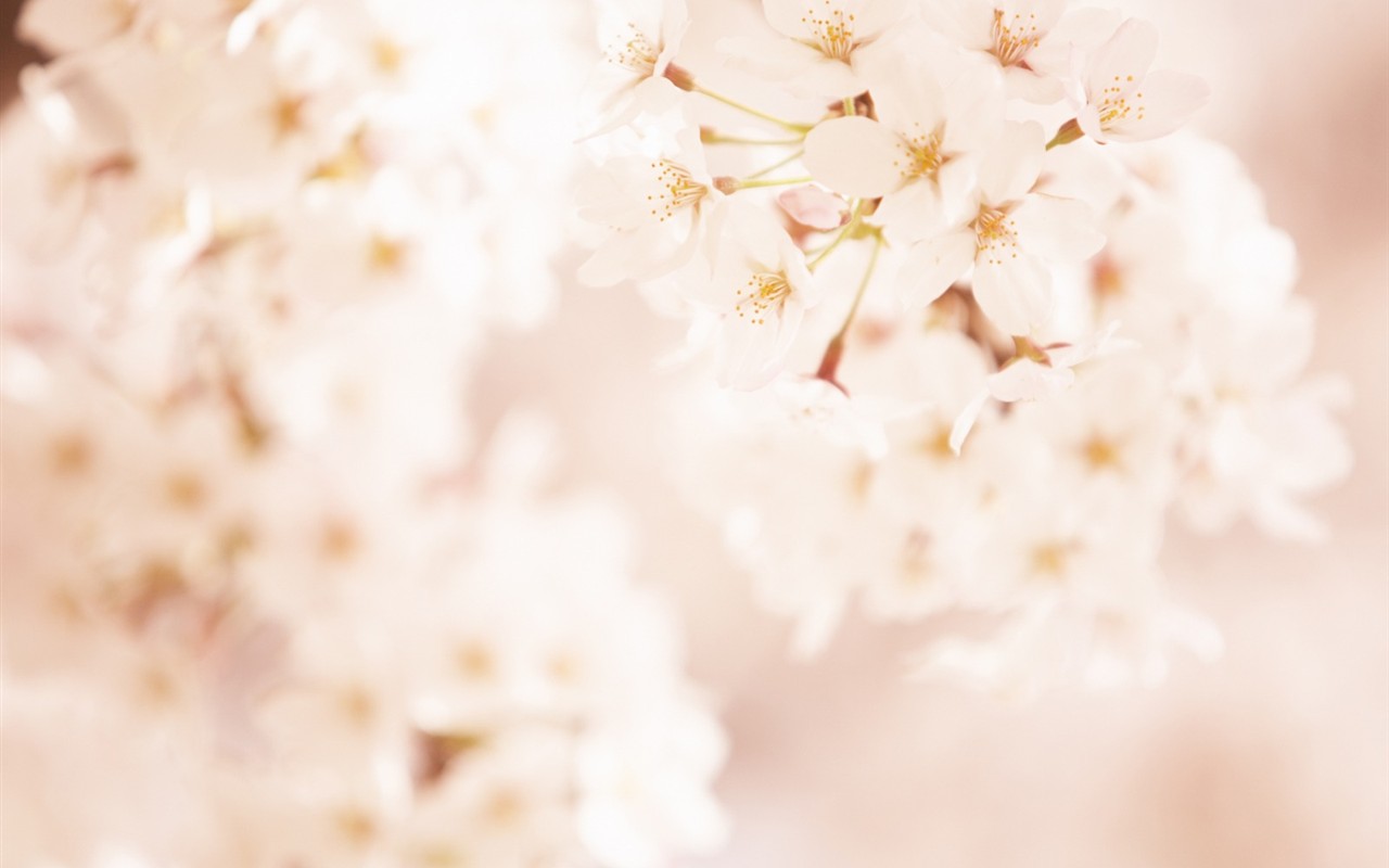 柔焦朦胧浪漫花卉壁纸 #3 - 1280x800