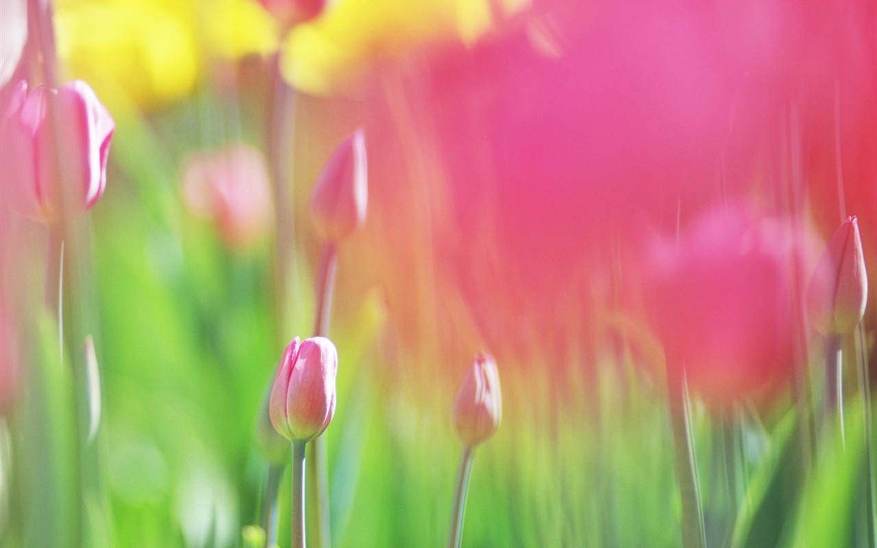 Soft Focus Flower Wallpaper #5 - 1280x800