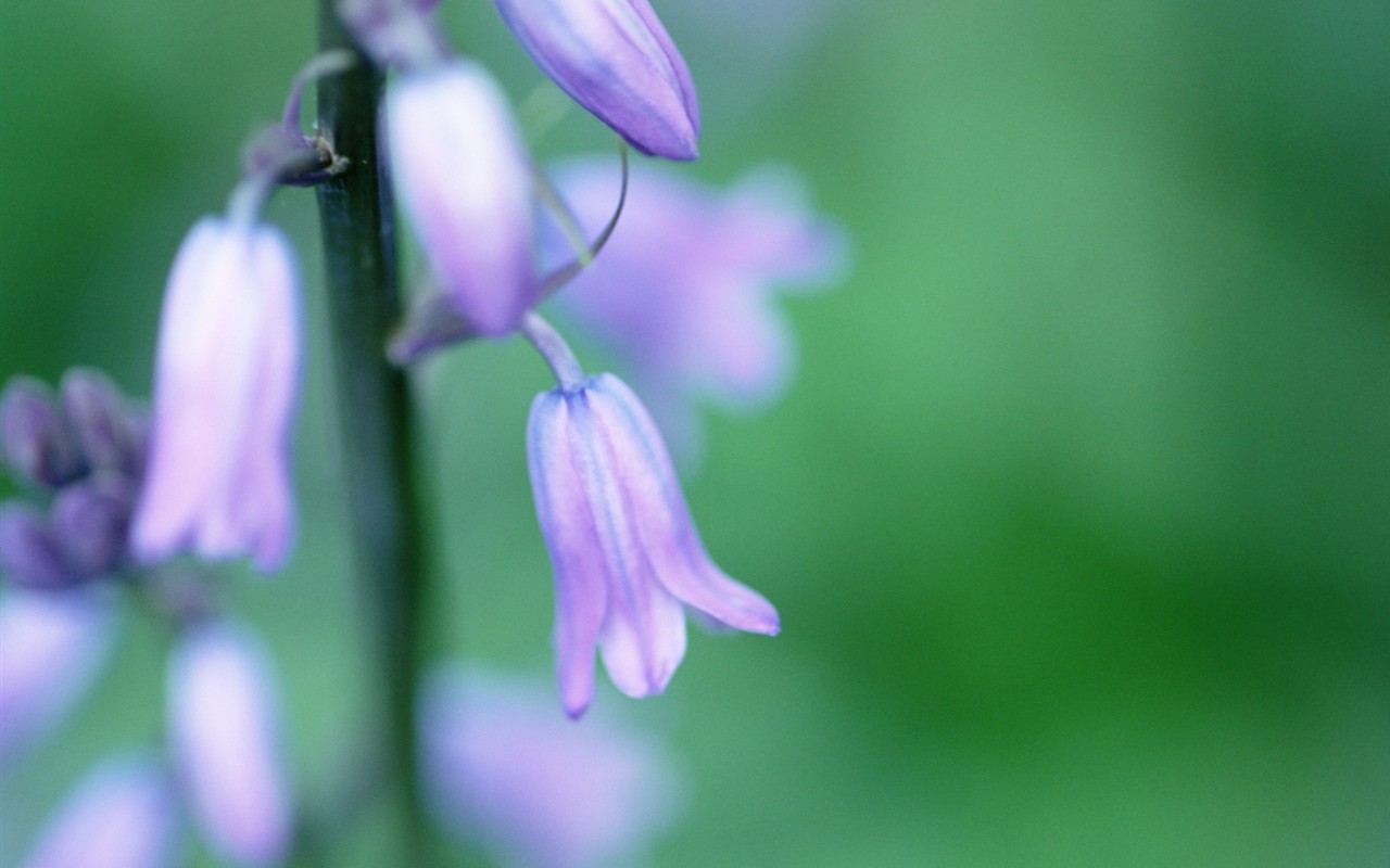 Soft Focus květina Tapeta #8 - 1280x800
