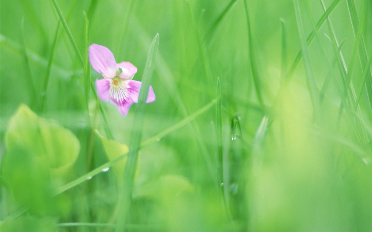 柔焦朦朧浪漫花卉壁紙 #9 - 1280x800