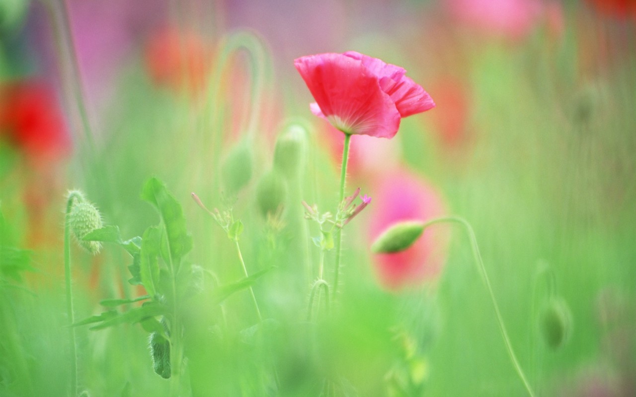 Fond d'écran Flower Soft Focus #10 - 1280x800