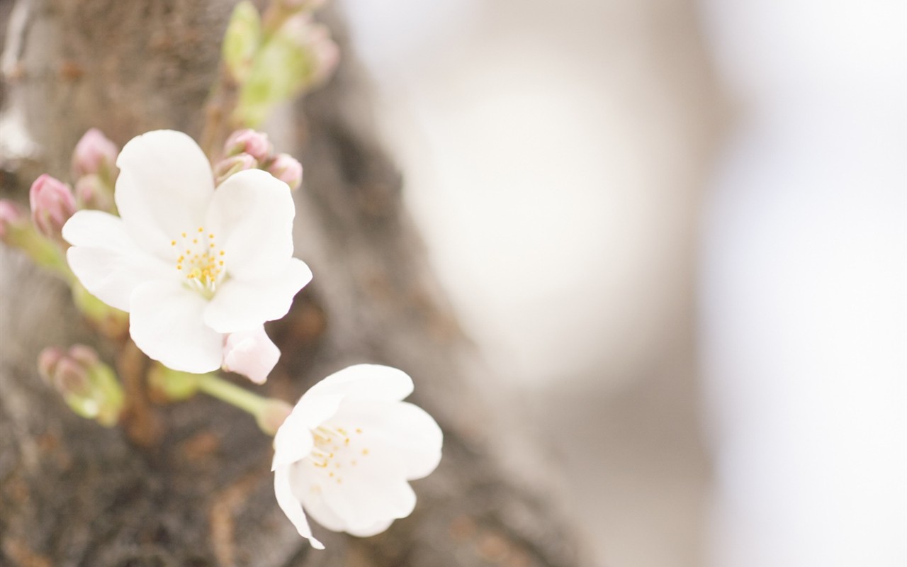 Soft Focus Flower Wallpaper #14 - 1280x800