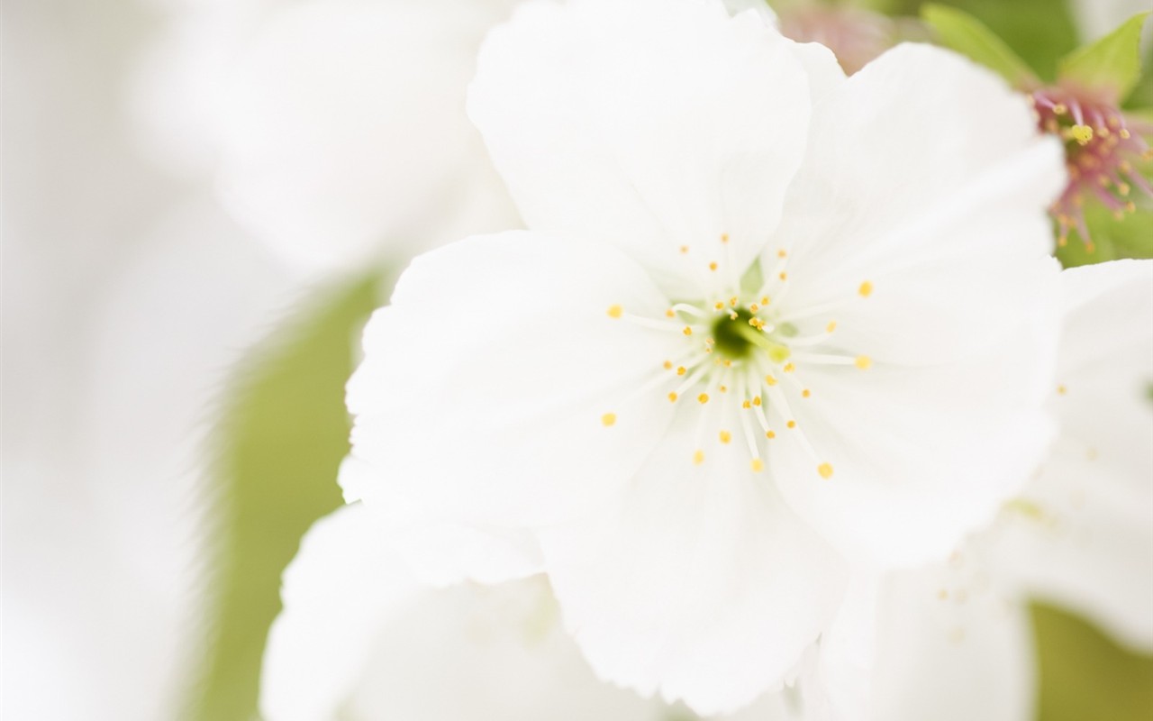 Fond d'écran Flower Soft Focus #16 - 1280x800