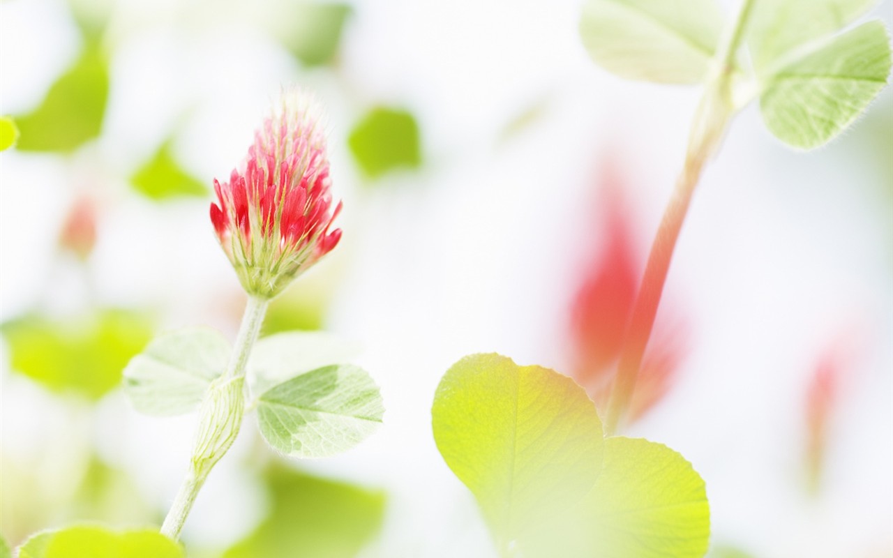 柔焦朦朧浪漫花卉壁紙 #17 - 1280x800