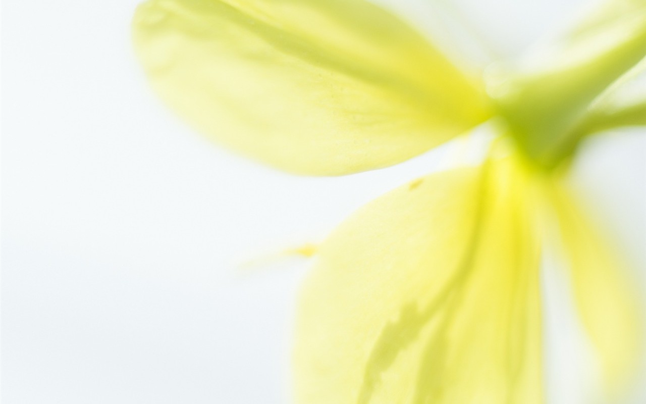 Soft Focus Flower Wallpaper #18 - 1280x800