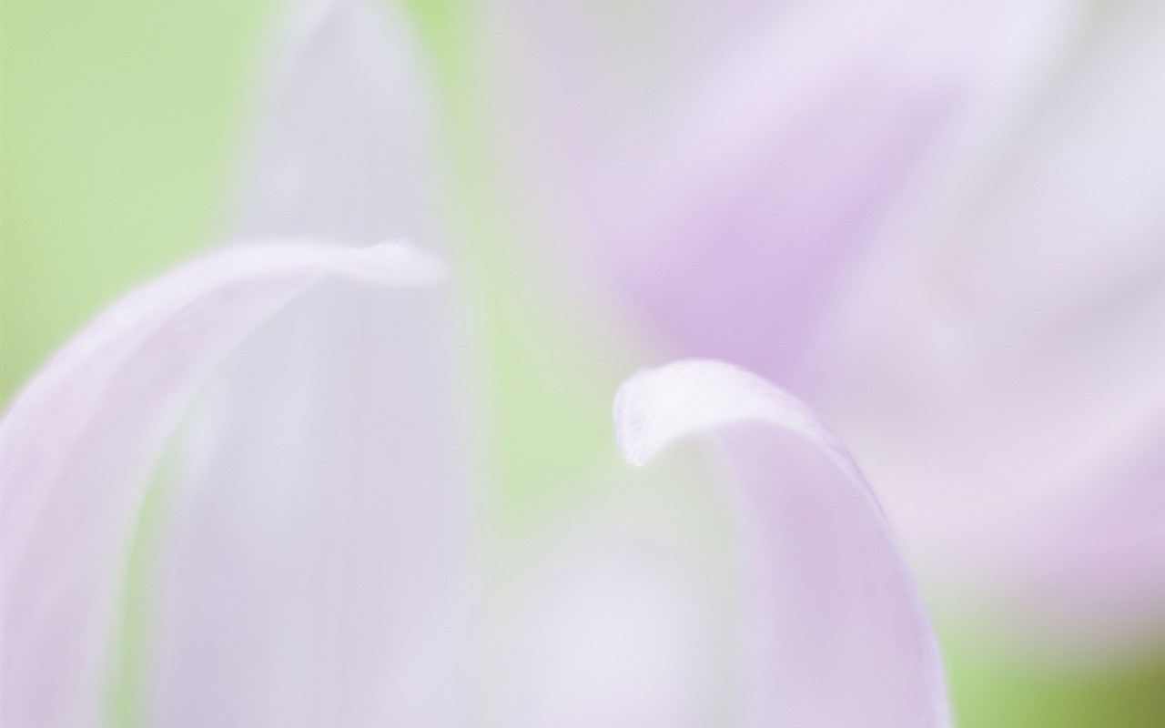 柔焦朦朧浪漫花卉壁紙 #19 - 1280x800