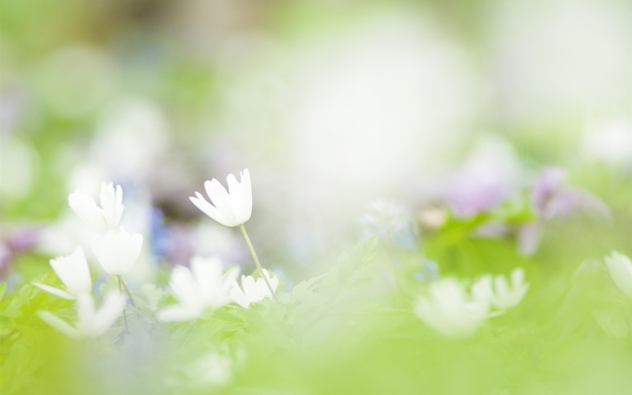 Soft Focus Flower Wallpaper #20 - 1280x800