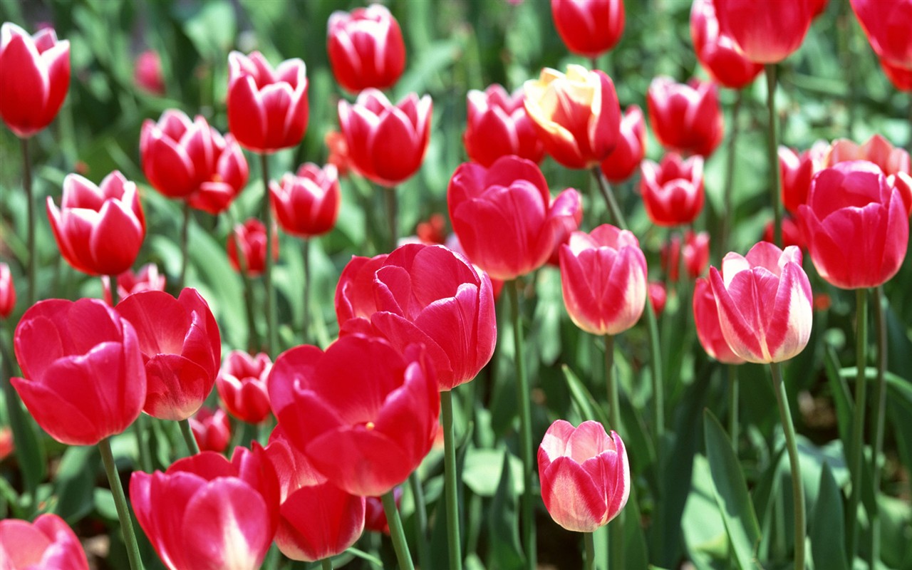 Tulip HD Wallpapers Album #1 - 1280x800