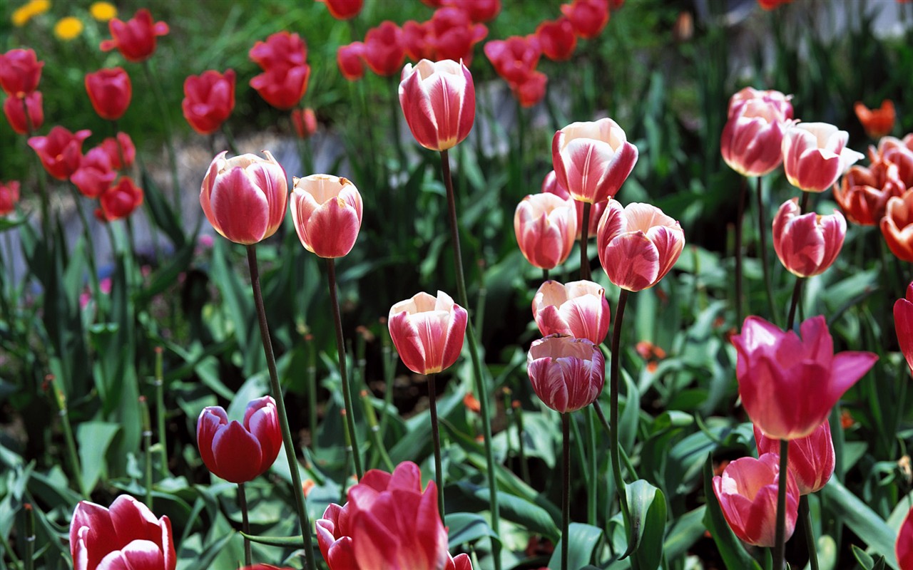 Tulip HD Album Fonds d'écran #2 - 1280x800