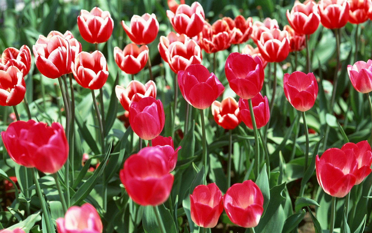 Tulip HD Tapety Album #3 - 1280x800