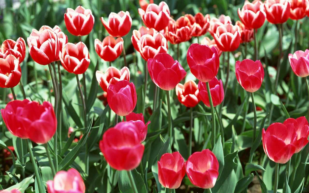 Tulip HD Wallpapers Album #3 - 1280x800