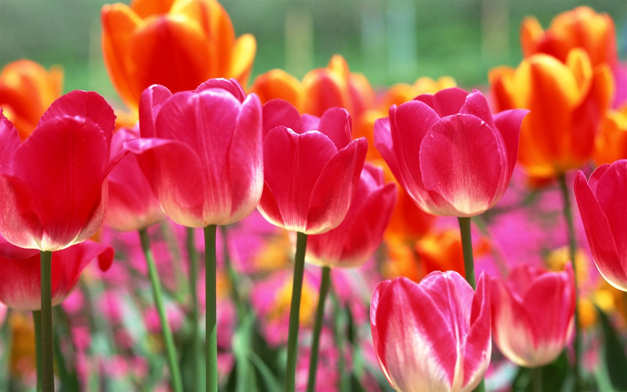 Tulip HD Wallpapers Album #4 - 1280x800