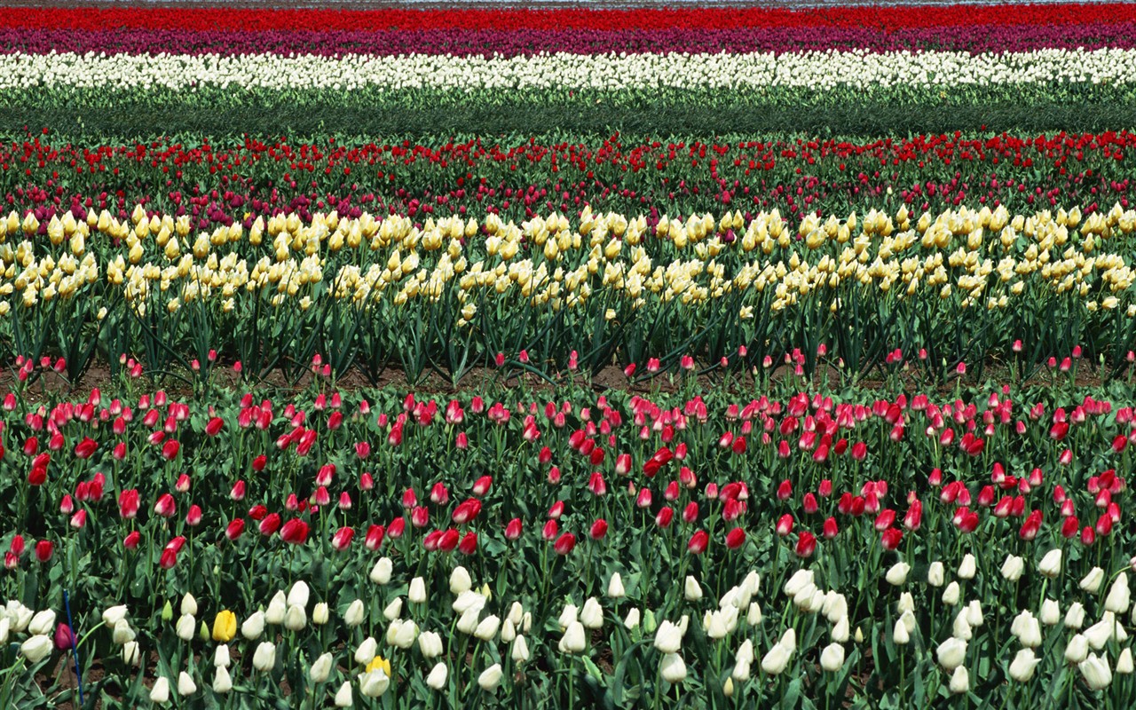 Tulip HD Tapety Album #5 - 1280x800