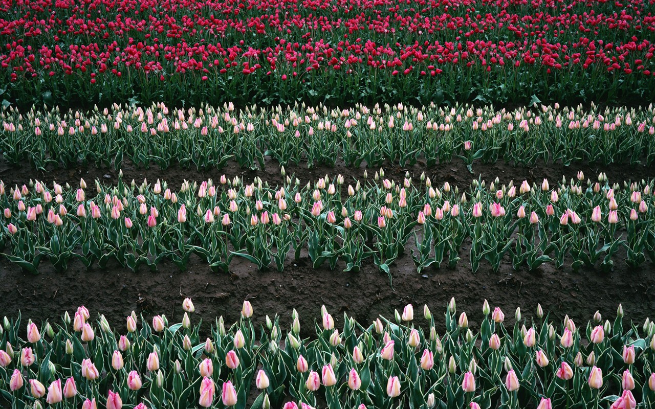 Tulip HD Álbum Fondos de pantalla #6 - 1280x800