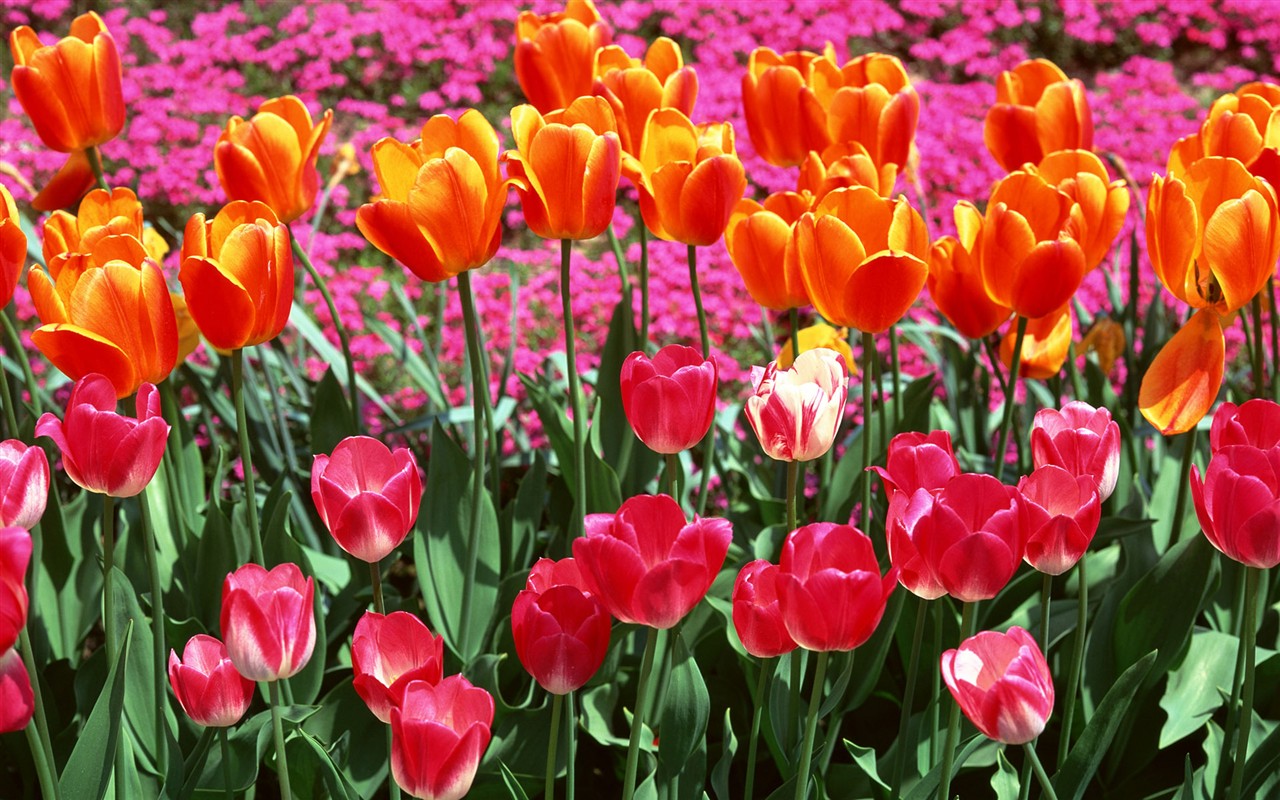 Tulip HD Tapety Album #7 - 1280x800