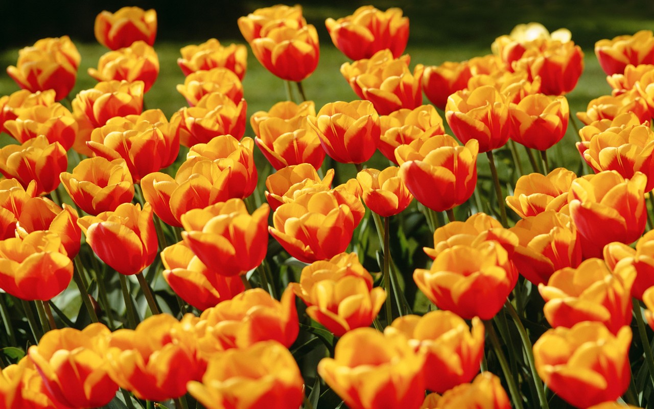 Tulip HD Tapety Album #8 - 1280x800