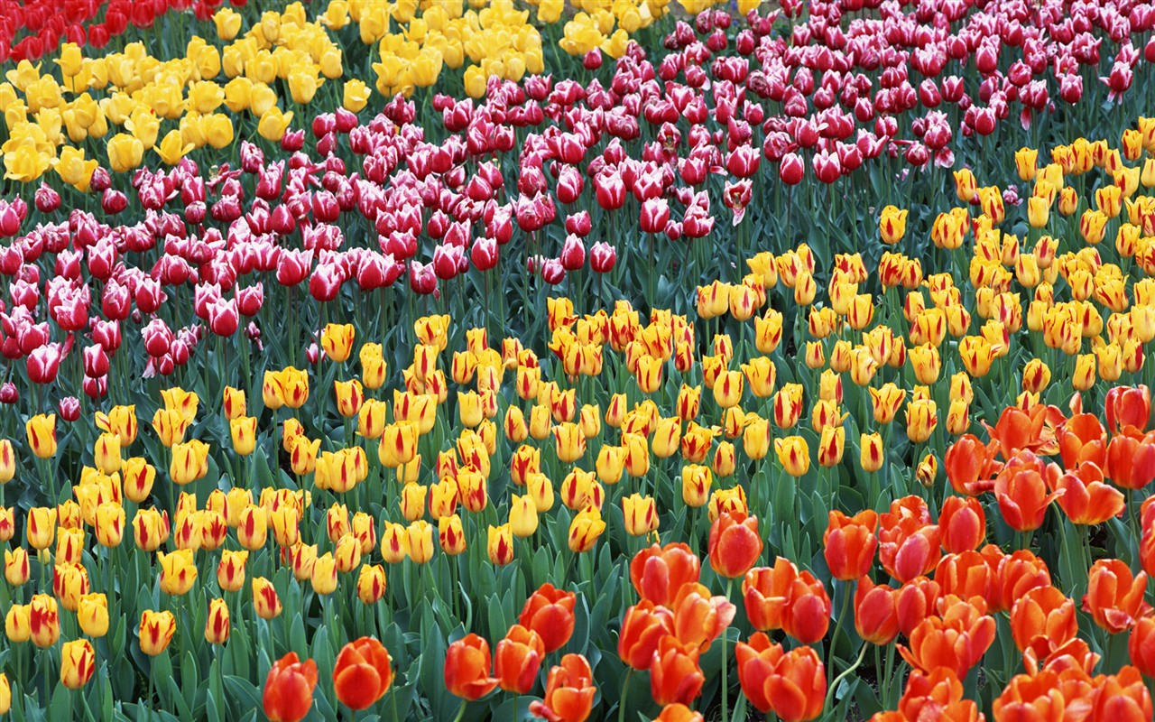 Tulip HD Tapety Album #11 - 1280x800
