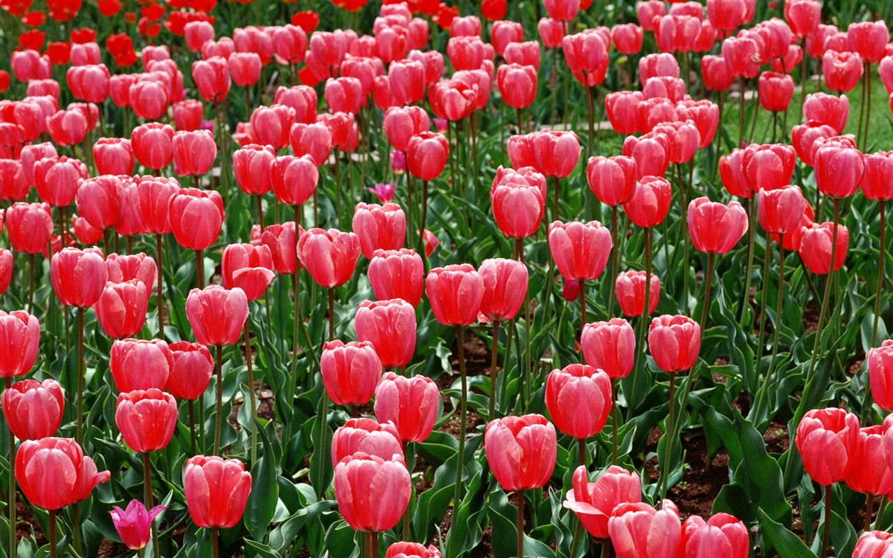 Tulip HD Álbum Fondos de pantalla #12 - 1280x800