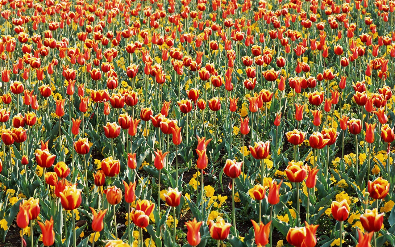 Tulip HD Álbum Fondos de pantalla #15 - 1280x800