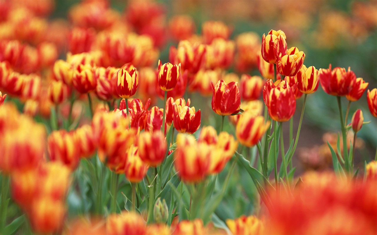 Tulip HD Wallpapers Album #16 - 1280x800