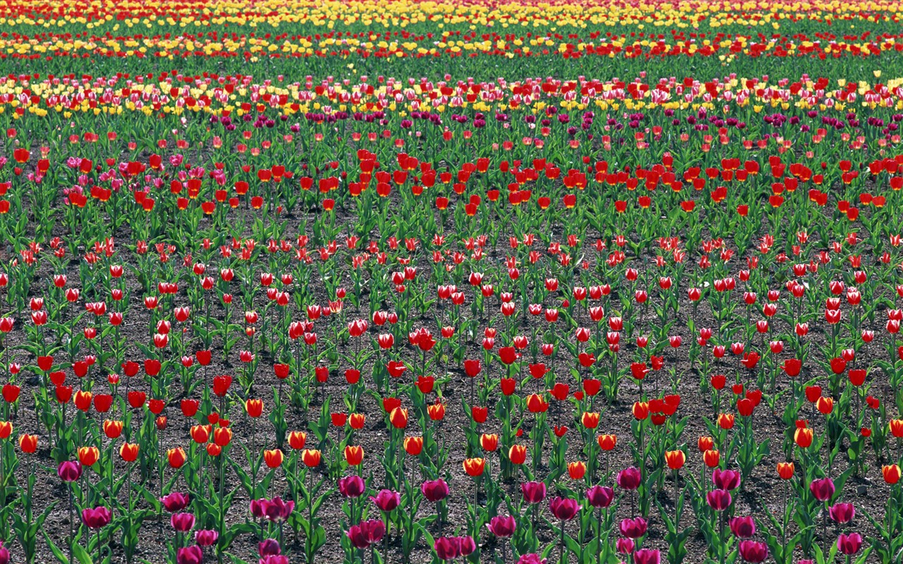 Tulip HD Wallpapers Album #18 - 1280x800