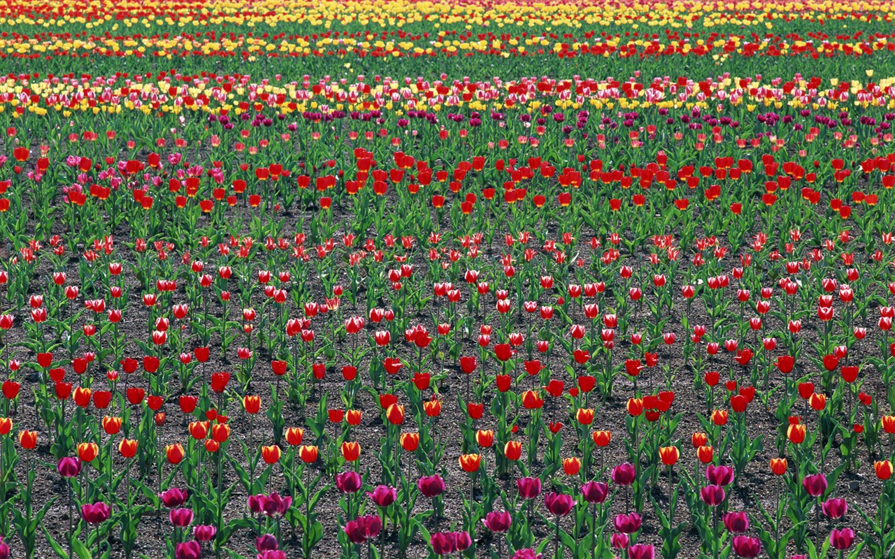 Tulip HD Tapety Album #18 - 1280x800