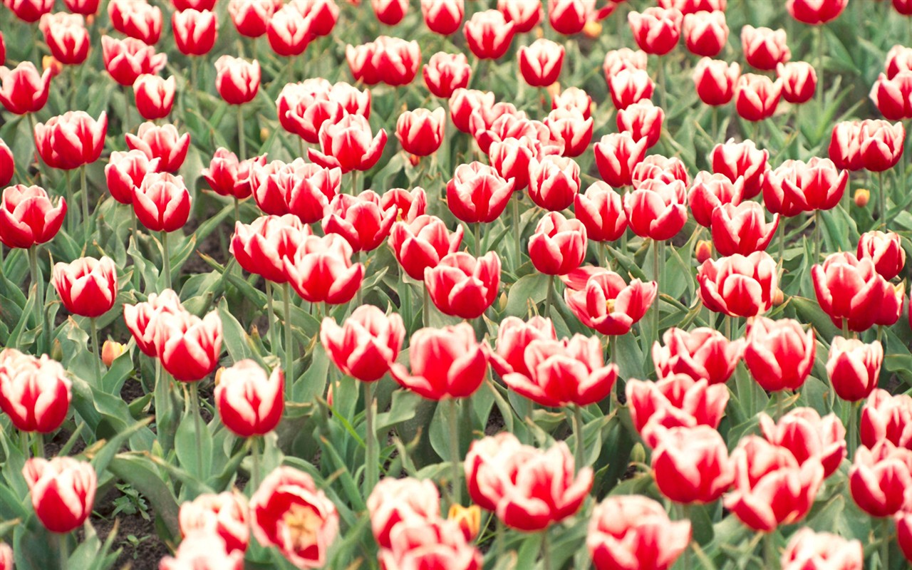 Tulip HD Wallpapers Album #19 - 1280x800