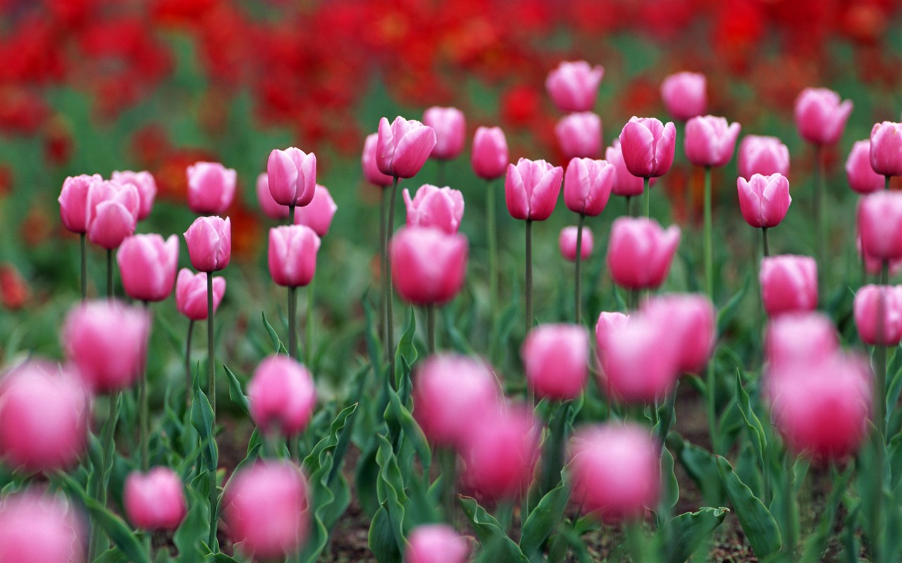 Tulip HD Album Fonds d'écran #20 - 1280x800